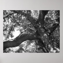 Poster de la tranquilidad