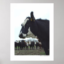 Poster de la vaca de la reina