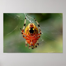Poster de la vuelta 12x8 de la araña