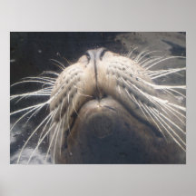 Poster de las barbas