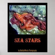 Poster de las estrellas de mar
