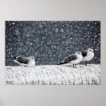 Poster de las gaviotas del invierno