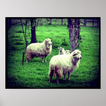 Poster de las ovejas