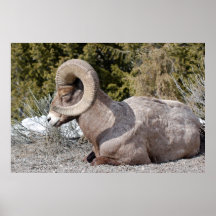 Poster de las ovejas de Bighorn el dormir