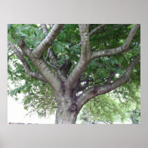 Poster de las ramas de árbol