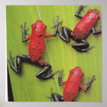 Poster de las ranas