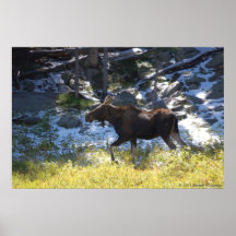 Poster de los alces