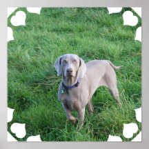 Poster de los amantes de Weimaraner