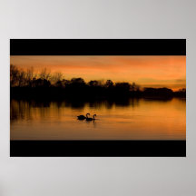 Poster de los cisnes de la puesta del sol