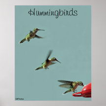 Poster de los colibríes