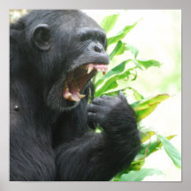 Poster de los colmillos del chimpancé