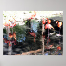 Poster de los flamencos