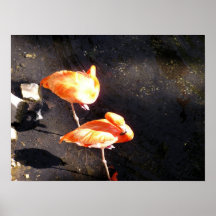 Poster de los flamencos en descanso -