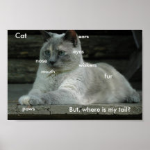 Poster de los fundamentos del gato