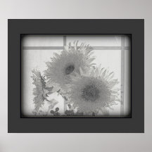 Poster de los GIRASOLES