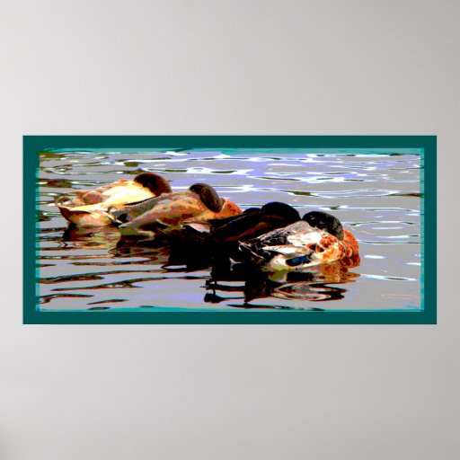 Poster de los patos 3