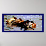 Poster de los patos 4