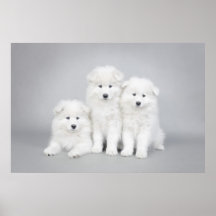 Poster de los perritos del samoyedo