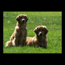 Poster de los perros perdigueros de oro posters