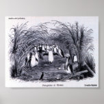 Poster de los pingüinos en casa