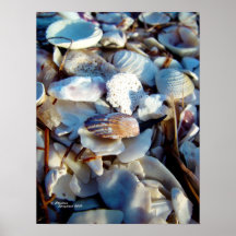 Poster de los Seashells