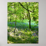 Poster de maderas del Bluebell