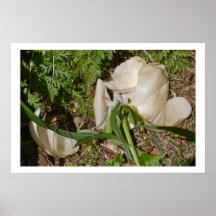 Poster de Morte 8 de la naturaleza