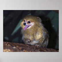 Poster de Pomonkey