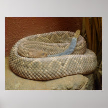 Poster de reclinación de la serpiente de cascabel