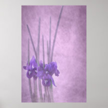 Poster de Reticulata del iris