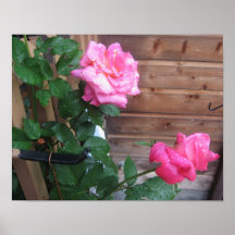 poster de rosas hermosos