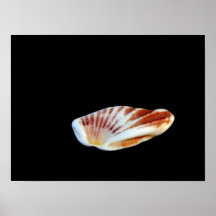 Poster de Shell
