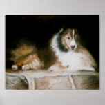 Poster de Sheltie