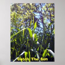 Poster de The Sun de la captura