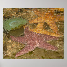 Poster de tres pescados de la estrella
