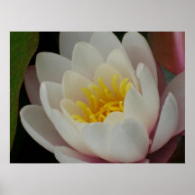 Poster de Waterlilly