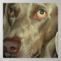 Poster de Weimaraner del amor