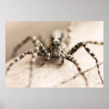 Poster de WolfSpider