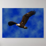 Poster del águila calva