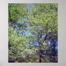 Poster del árbol de alerce de Tamarack 1