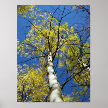 Poster del árbol de Aspen