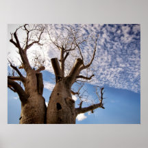 POSTER DEL ÁRBOL DE BOAB