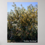 Poster del árbol de lluvia de oro 1