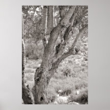 Poster del árbol del desierto