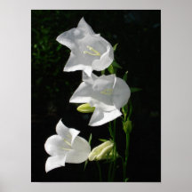 poster del arte de la pared de la flor