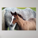 Poster del arte del potro del caballo