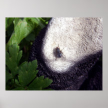 Poster del aterrizaje de la mosca