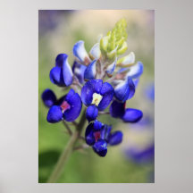 Poster del Bluebonnet de Tejas