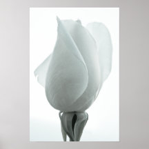 Poster del brote del rosa blanco…