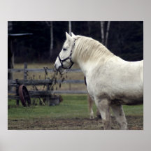 Poster del caballo blanco